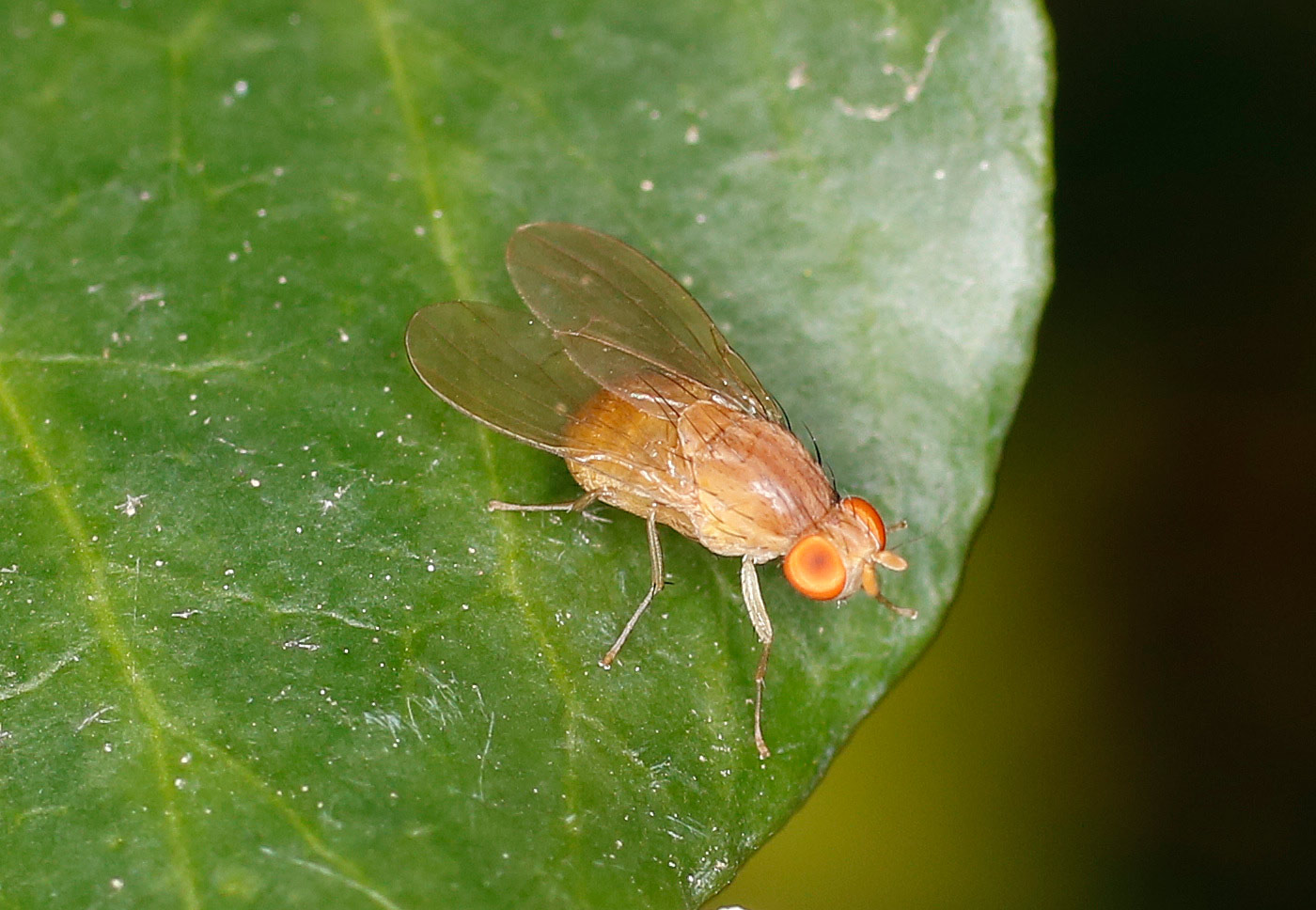 Lauxaniidae: Sapromyza quadripunctata?    S